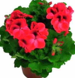 Engelsk Pelargon lat. Pelargonium x domesticum>Mäster Grön Hot