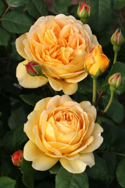 Engelsk Ros 'Golden Celebration' 'Ausgold' Barrotad><noscript><img width=