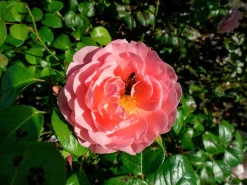 Engelsk Ros 'Strawberry Hill' 'Ausrimini' Barrotad>Omnia garden