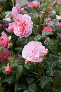 Engelsk Ros 'Strawberry Hill' 'Ausrimini' Barrotad>Omnia garden
