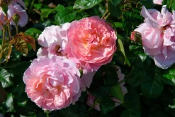 Engelsk Ros 'Strawberry Hill' 'Ausrimini' Barrotad><noscript><img width=