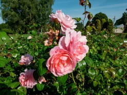 Engelsk Ros 'Strawberry Hill' 'Ausrimini' Barrotad><noscript><img width=