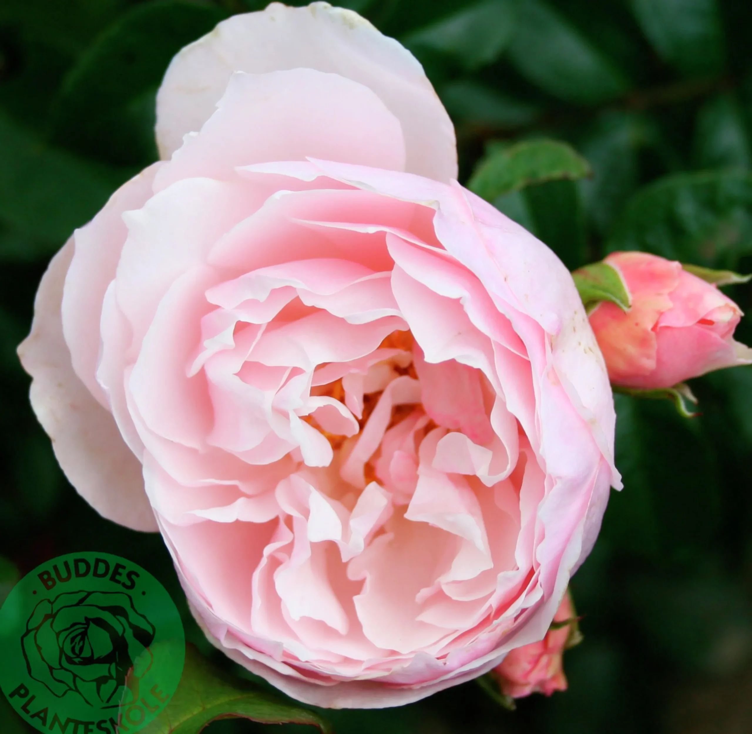 Engelsk Ros 'Strawberry Hill' 'Ausrimini' Barrotad>Omnia garden