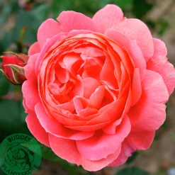 Engelsk Ros 'Summer Song' 'Austango' Barrotad><noscript><img width=