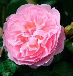 Engelsk Ros 'The Generous Gardener' Barrotad>Omnia garden Outlet