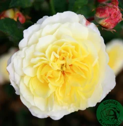 Engelsk Ros 'The Pilgrim' 'Auswalker' Barrotad>Omnia garden Best