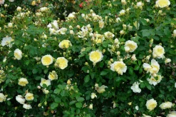 Engelsk Ros 'The Pilgrim' 'Auswalker' Barrotad>Omnia garden Best