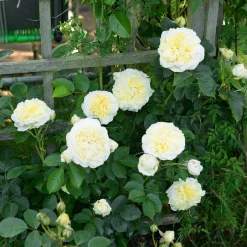Engelsk Ros 'The Pilgrim' 'Auswalker' Barrotad><noscript><img width=