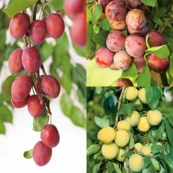 Familjeträd Plommon Olika sorter Krukodlad>Omnia garden Hot