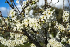 Familjeträd Plommon Olika sorter Krukodlad><noscript><img width=