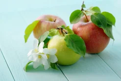 Familjeträd Äpple Krukodlad Zon 5-6><noscript><img width=