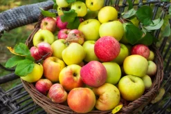 Familjeträd Äpple Krukodlad Zon 1-4>Omnia garden