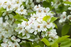 Familjeträd Päron Olika sorter Krukodlad><noscript><img width=