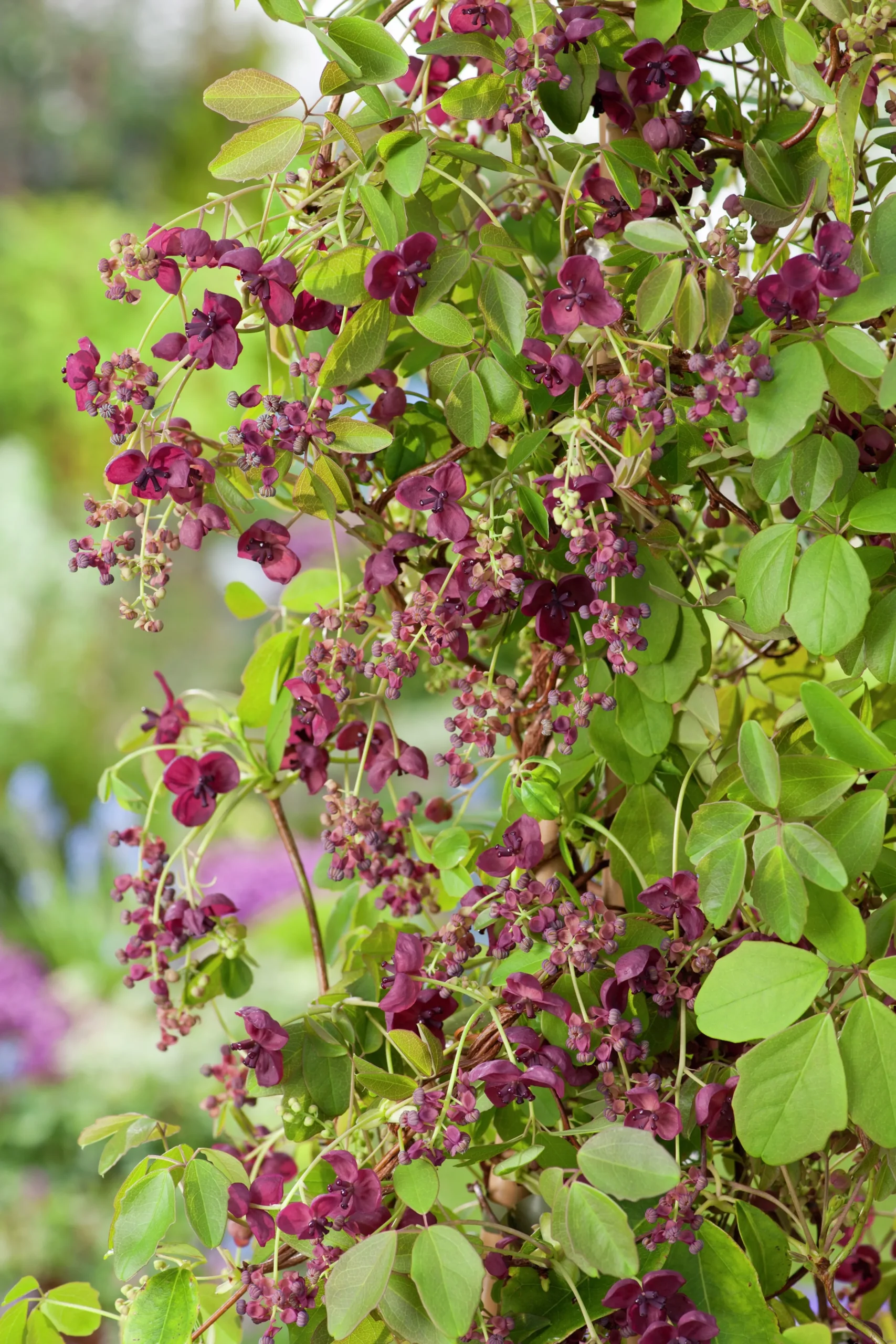 Fembladsakebia>Omnia garden Sale