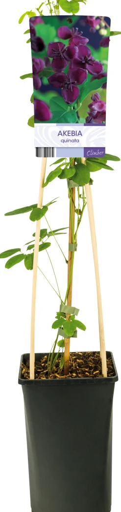 Fembladsakebia>Omnia garden Sale
