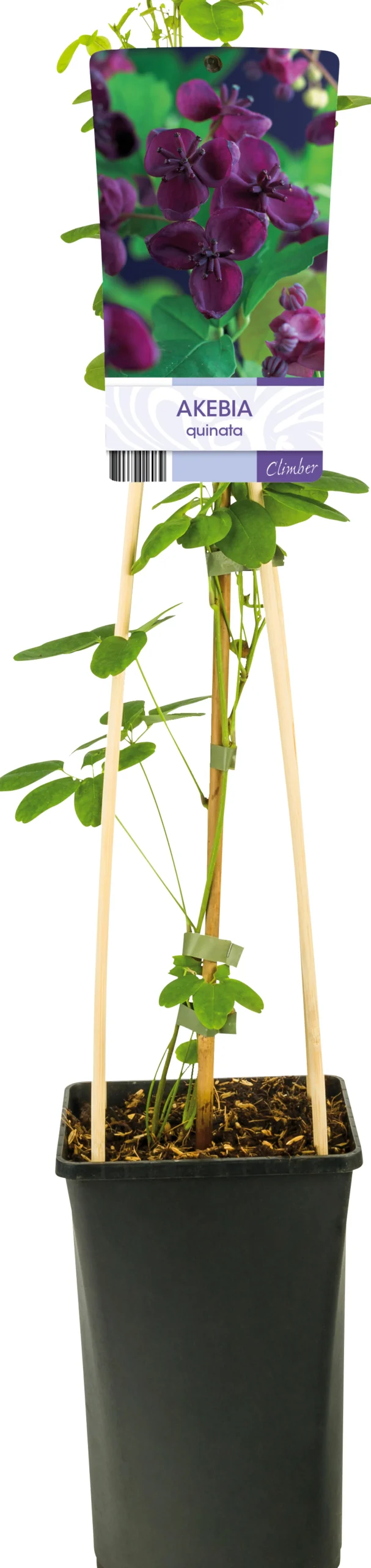 Fembladsakebia>Omnia garden Sale