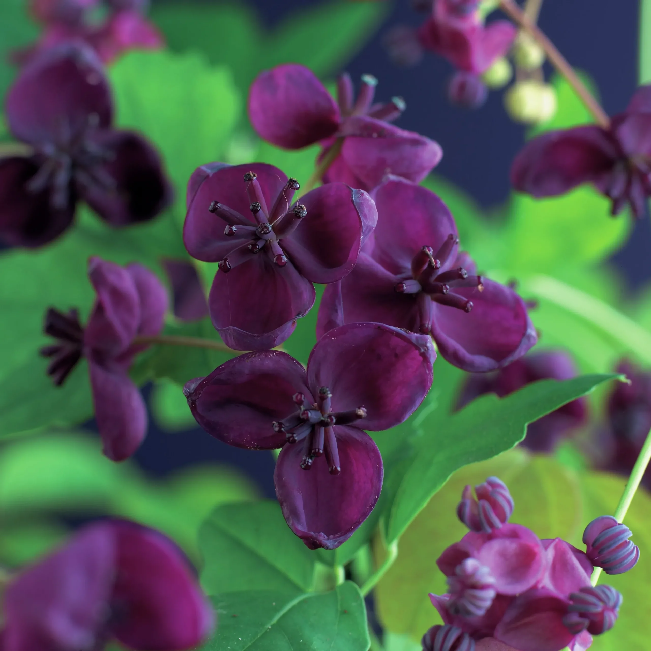 Fembladsakebia>Omnia garden Sale