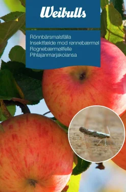 Feromonfälla Rönnbärsmal><noscript><img width=