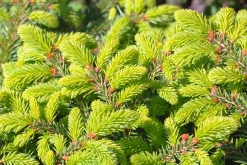 Fågelbogran 'Nidiformis' Krukodlad><noscript><img width=