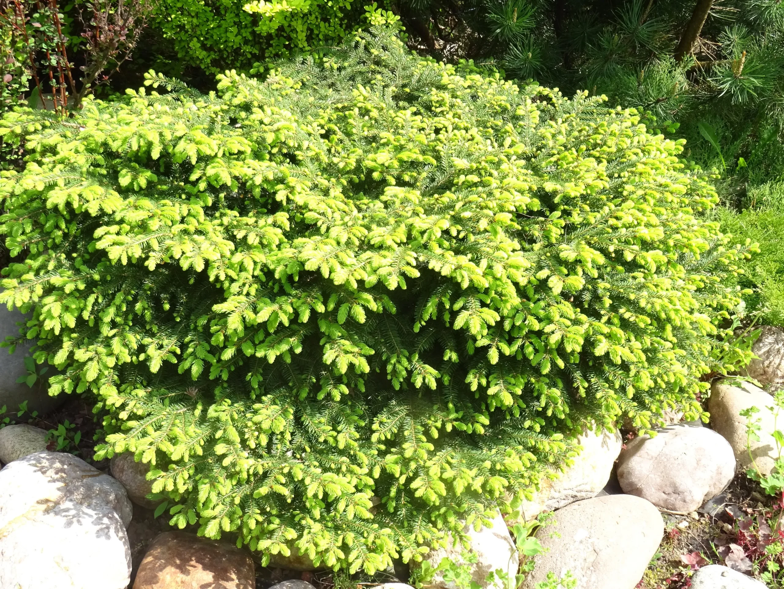 Fågelbogran 'Nidiformis' Krukodlad>Omnia garden