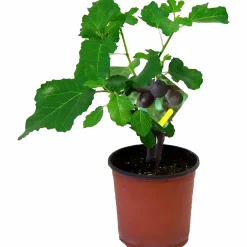 Fikon Busk lat. Ficus carica>Danblumen Hot