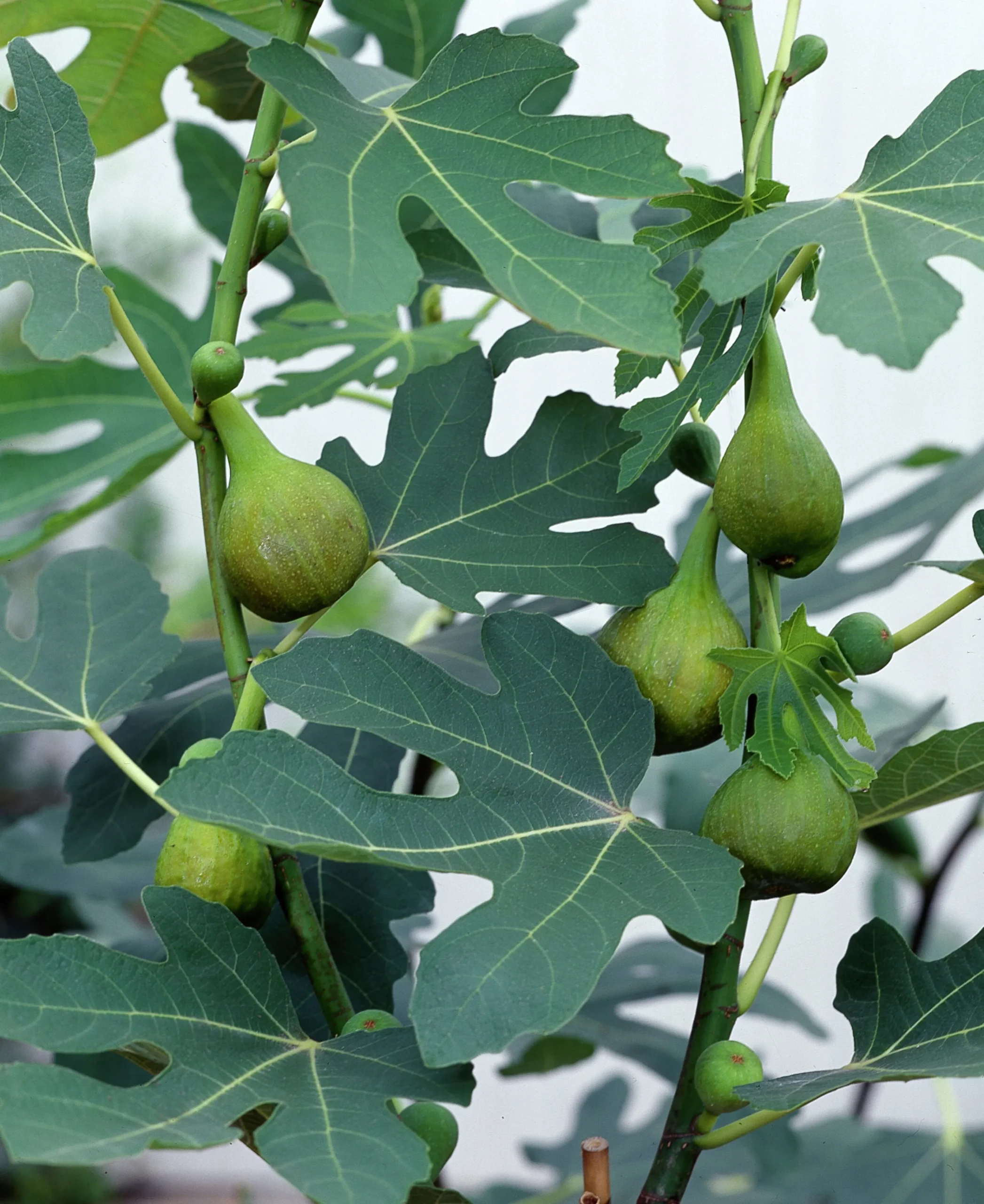 Fikon ca 170-180cm>Omnia garden Hot