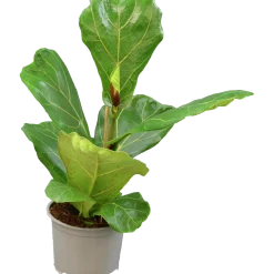 Fiolfikus lat. Ficus lyrata>Mäster Grön Outlet