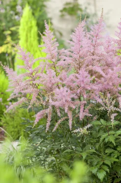 Fjäderastilbe 'Sprite'>Omnia garden Online