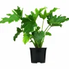 Fjäderkalla lat. Philodendron bipinnatifidum>Mäster Grön Best