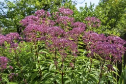 Fläckflockel 'Atropurpureum'>Omnia garden Discount