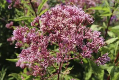 Fläckflockel 'Atropurpureum'>Omnia garden Discount