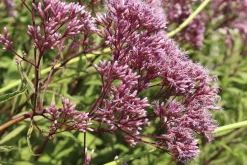 Fläckflockel 'Atropurpureum'><noscript><img width=