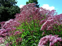 Fläckflockel 'Purple Bush'>Omnia garden Best
