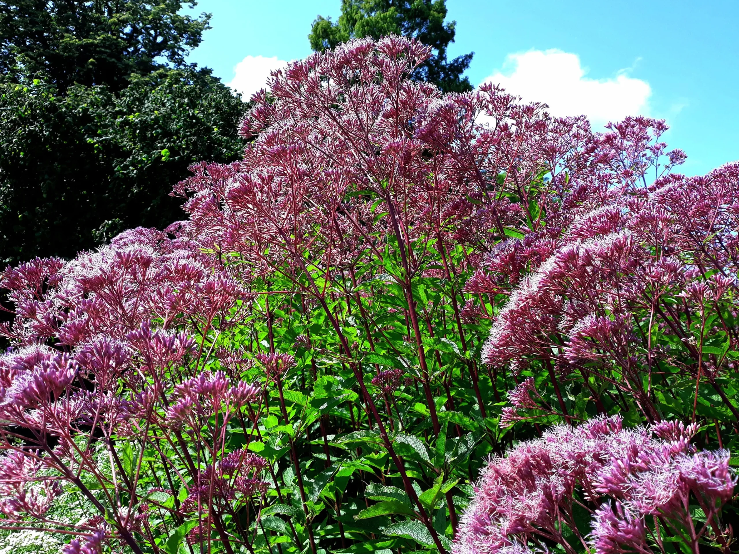 Fläckflockel 'Purple Bush'>Omnia garden Best
