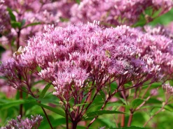 Fläckflockel 'Purple Bush'>Omnia garden Best