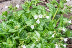 Fläckig Lungört 'Sissinghurst White'>Omnia garden Clearance