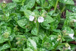 Fläckig Lungört 'Sissinghurst White'><noscript><img width=