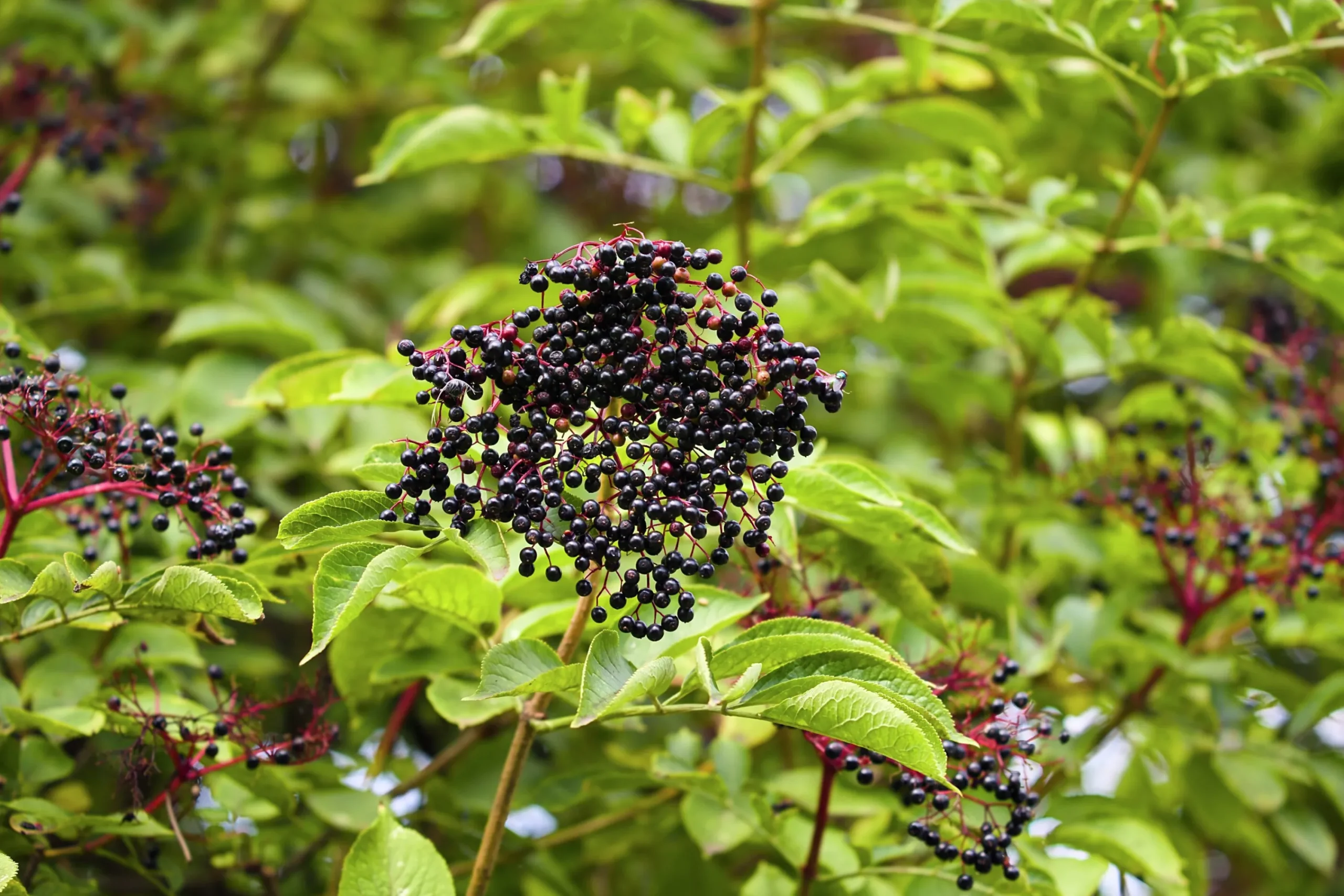 Fläder Krukodlad 15-20cm kruka>Omnia garden Clearance