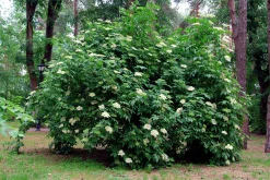 Fläder Krukodlad 15-20cm kruka>Omnia garden Clearance