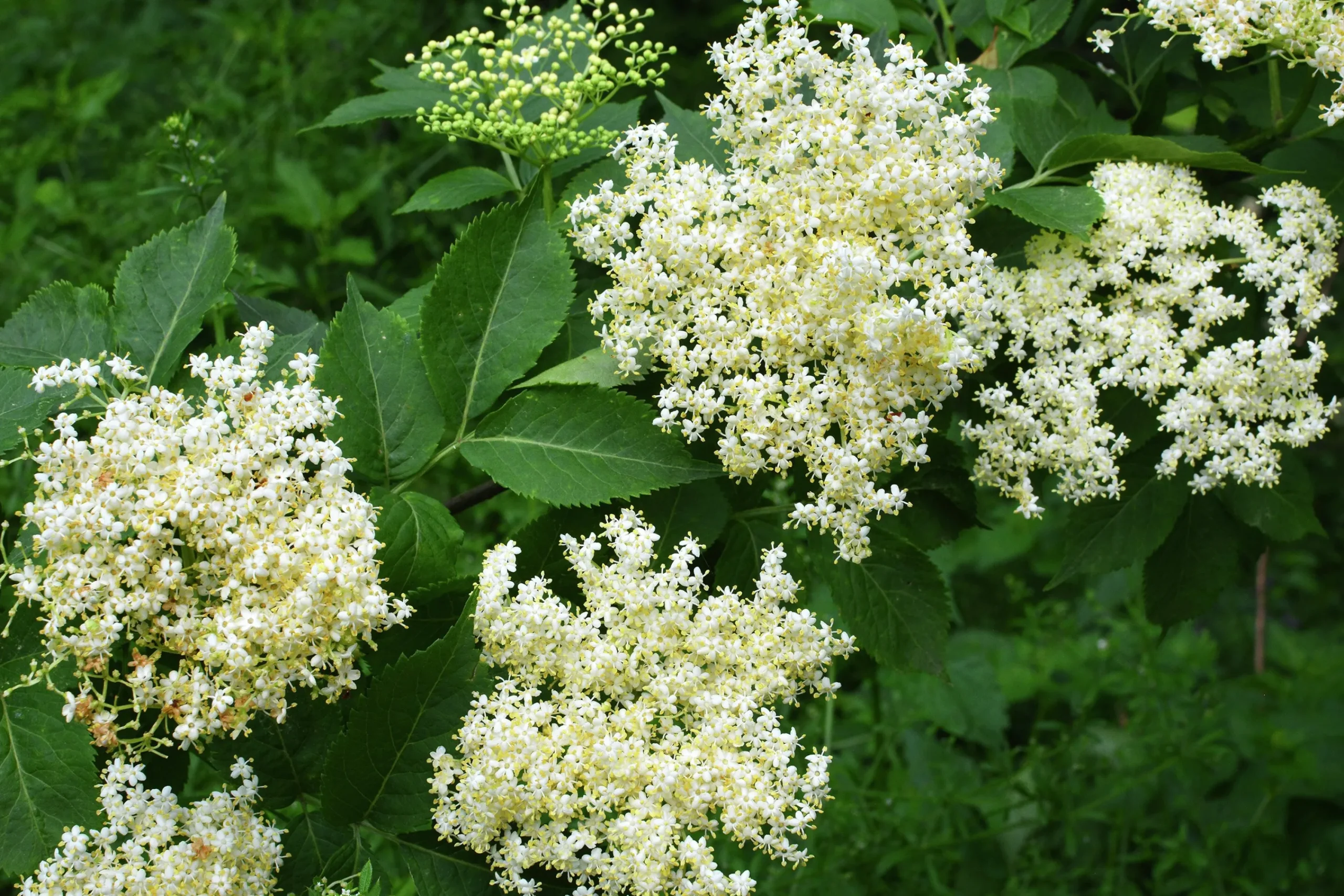 Fläder Krukodlad 15-20cm kruka>Omnia garden Clearance