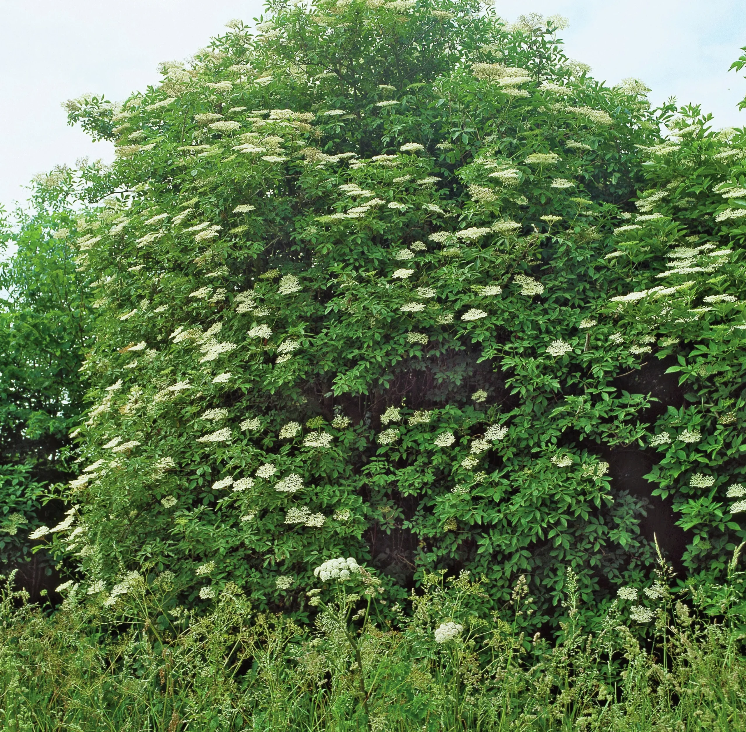 Fläder Krukodlad 15-20cm kruka>Omnia garden Clearance