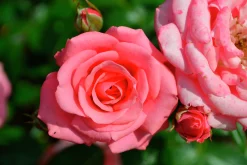 Flerblommig Buskros 'Bella ' 'Korwonder' Barrotad>Omnia garden Clearance
