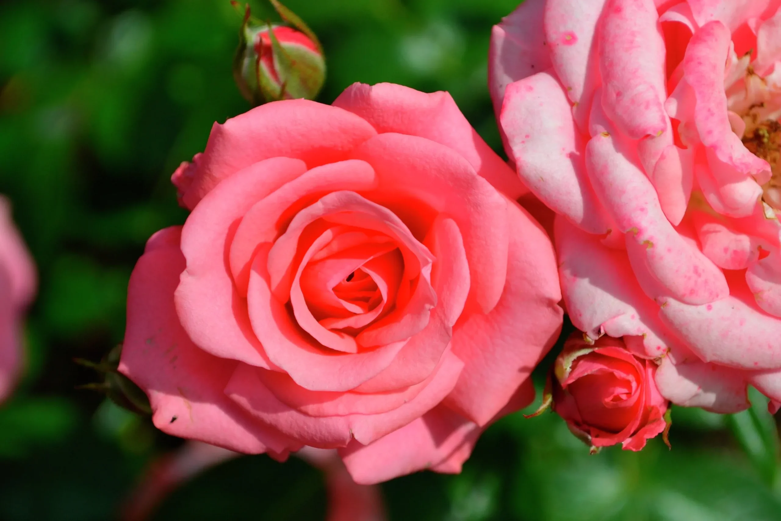Flerblommig Buskros 'Bella ' 'Korwonder' Barrotad>Omnia garden Clearance