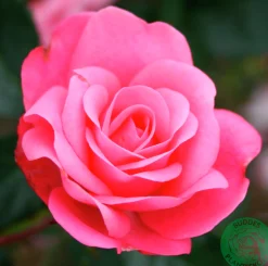 Flerblommig Buskros 'Bella ' 'Korwonder' Barrotad>Omnia garden Clearance