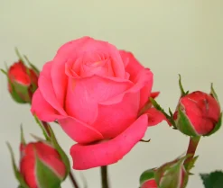 Flerblommig Buskros 'Bella ' 'Korwonder' Barrotad><noscript><img width=