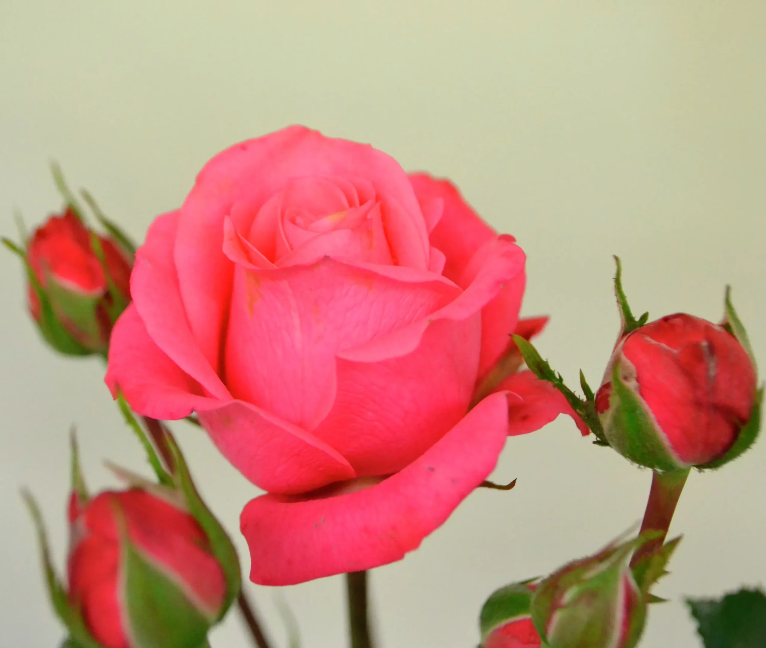 Flerblommig Buskros 'Bella ' 'Korwonder' Barrotad>Omnia garden Clearance