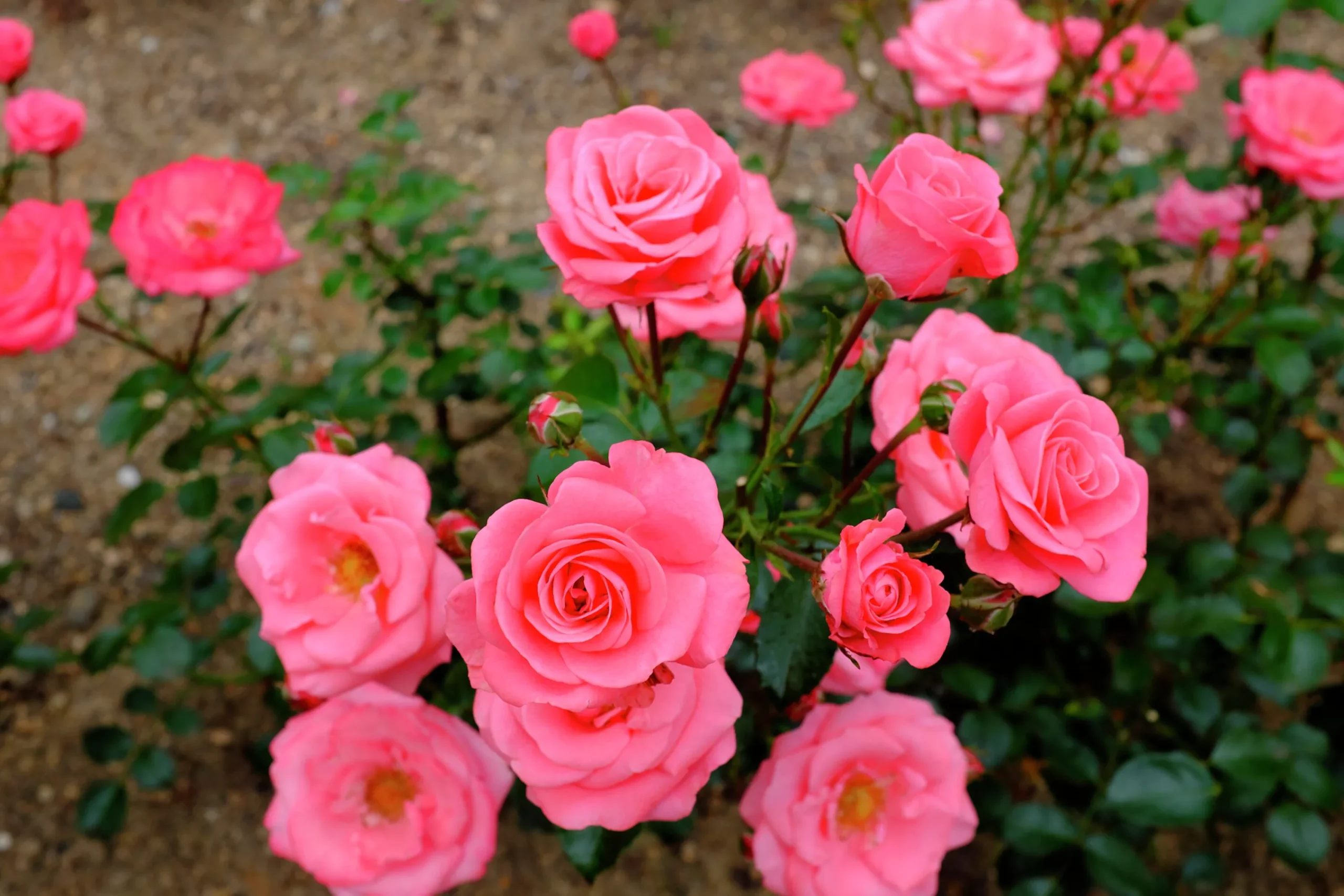 Flerblommig Buskros 'Bella ' 'Korwonder' Barrotad>Omnia garden Clearance