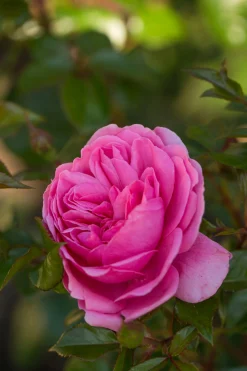 Flerblommig Buskros 'Berleburg' 'Poulbella' Barrotad>Omnia garden