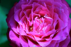 Flerblommig Buskros 'Berleburg' 'Poulbella' Barrotad><noscript><img width=