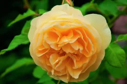 Flerblommig Buskros 'Bernstein-Rose' 'Taneitber' Barrotad>Omnia garden Best